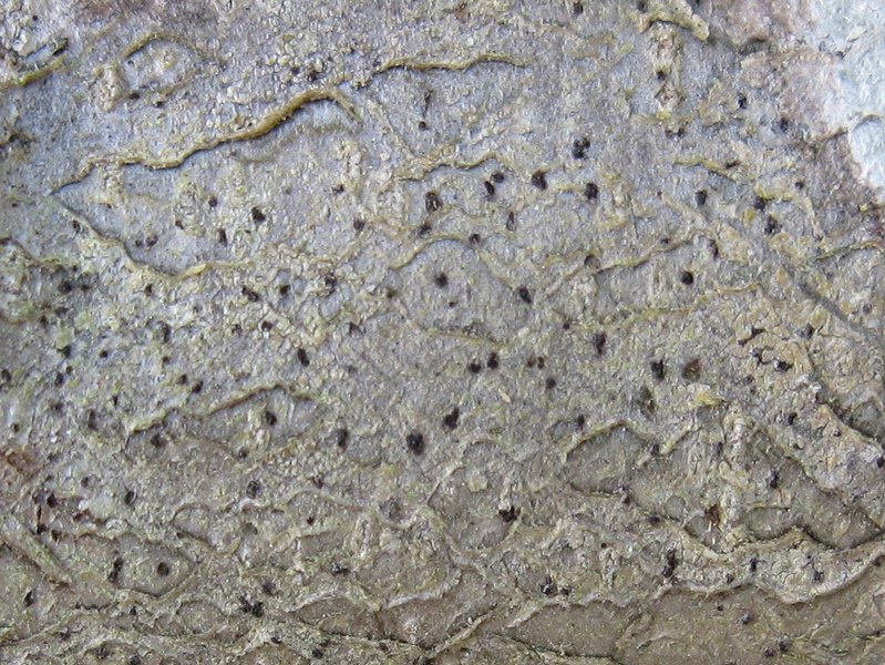 Mycoporum compositum