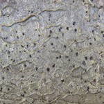 Mycoporum compositum