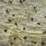 Mycoporum eschweileri