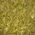 Mycoporum pycnocarpoides