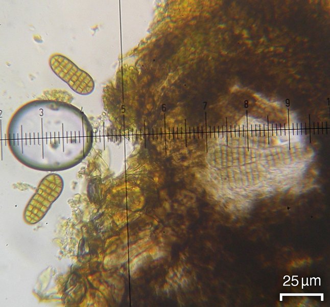 Mycoporum pycnocarpoides