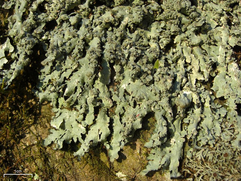 Myelochroa aurulenta