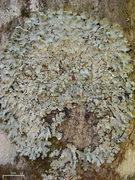 Myelochroa aurulenta