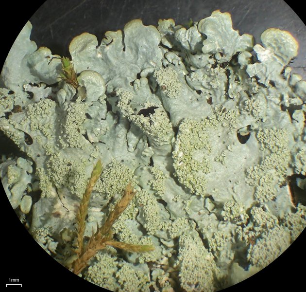 Myelochroa aurulenta