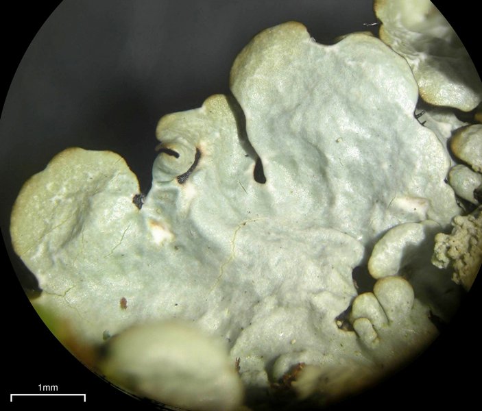 Myelochroa aurulenta