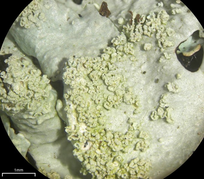 Myelochroa aurulenta