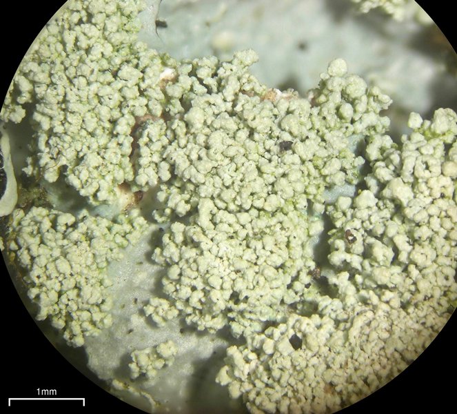 Myelochroa aurulenta