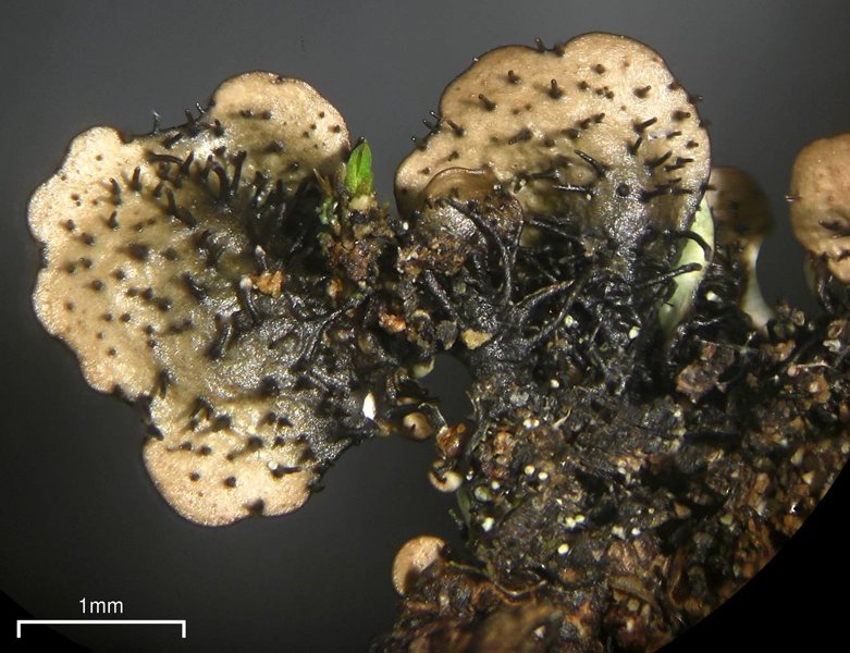 Myelochroa aurulenta