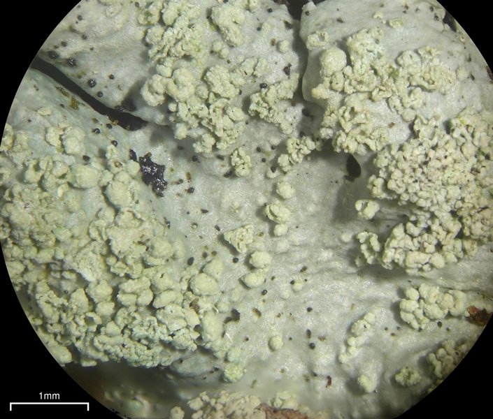 Myelochroa aurulenta