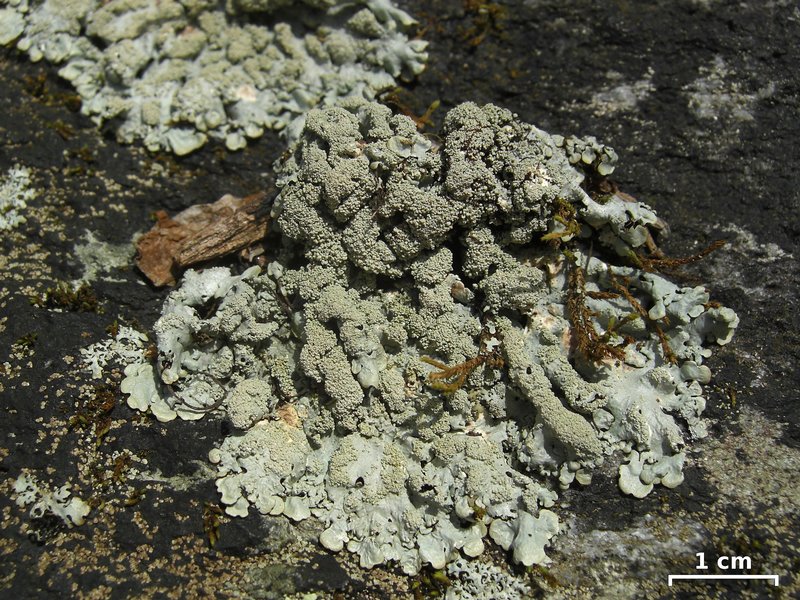 Myelochroa aurulenta
