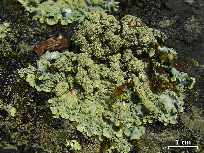 Myelochroa aurulenta