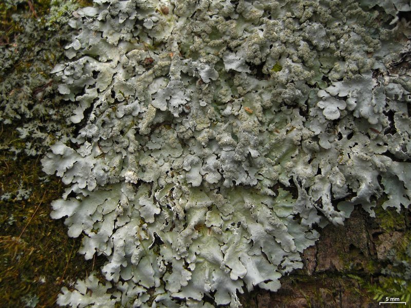 Myelochroa aurulenta