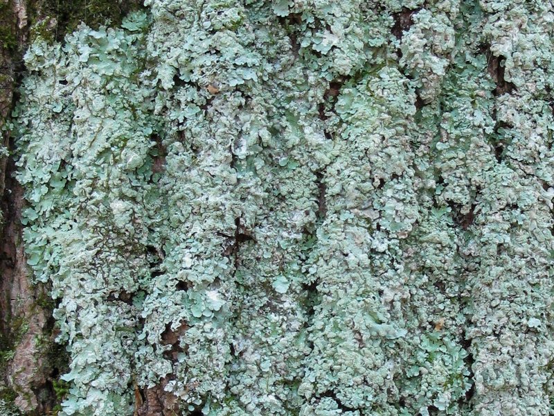 Myelochroa aurulenta