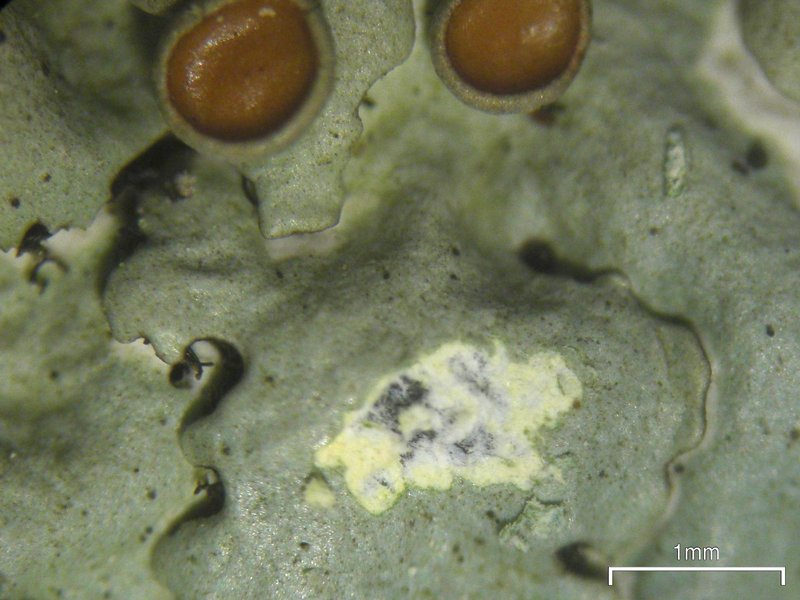 Myelochroa galbina
