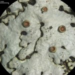 Myelochroa galbina