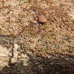 Myochroidea leprosula