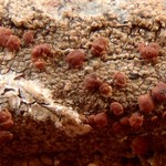 Myochroidea rufofusca