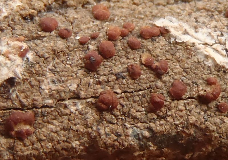 Myochroidea rufofusca
