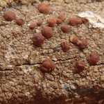 Myochroidea rufofusca