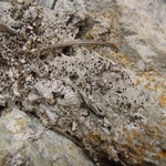Bilimbia accedens