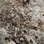 Bilimbia accedens