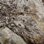 Bilimbia accedens