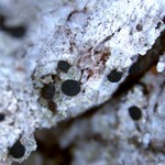 Bilimbia accedens