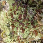 Bilimbia sabuletorum