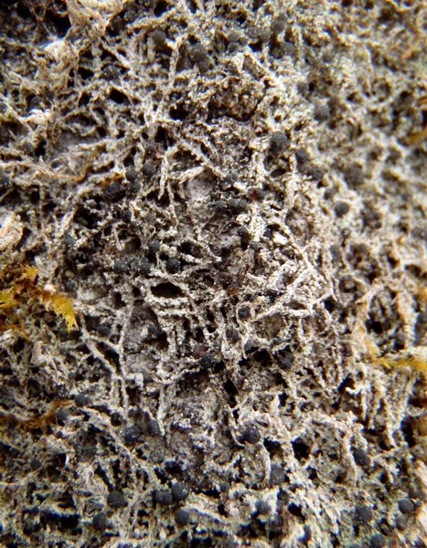 Bilimbia sabuletorum