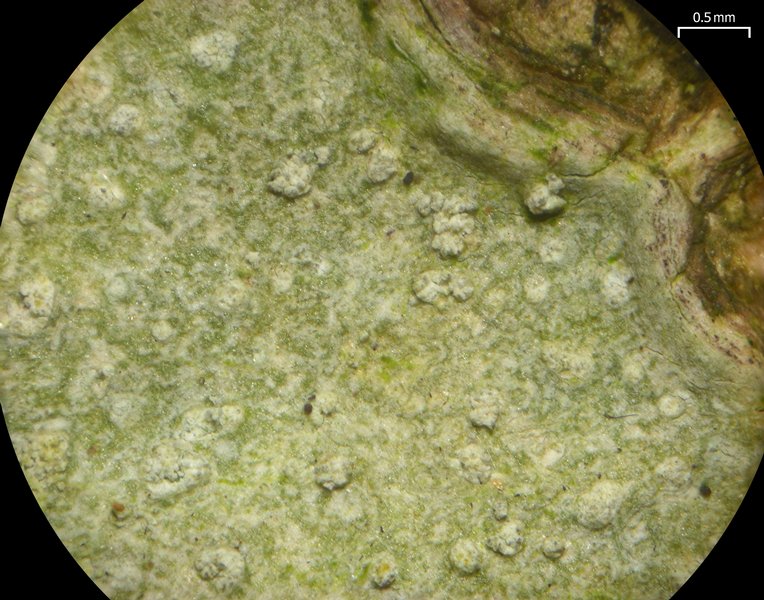 Nadvornikia sorediata