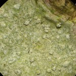 Nadvornikia sorediata