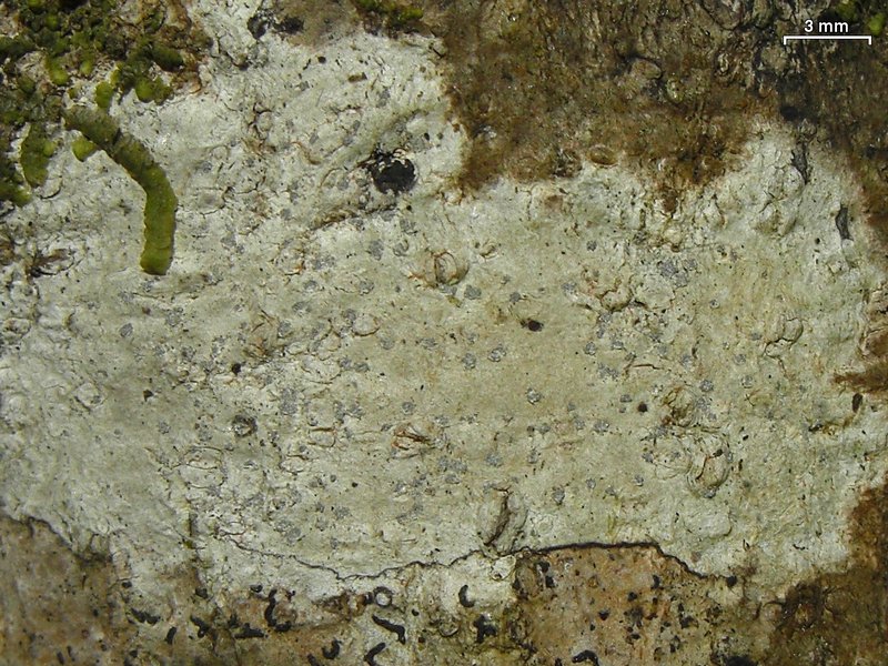 Nadvornikia sorediata