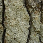 Nadvornikia sorediata
