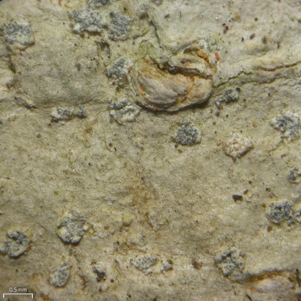 Nadvornikia sorediata