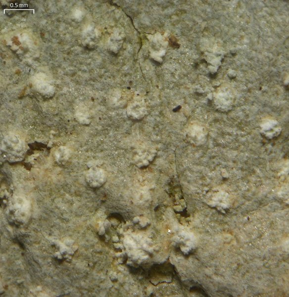 Nadvornikia sorediata