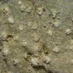Nadvornikia sorediata
