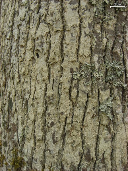 Nadvornikia sorediata