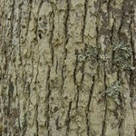 Nadvornikia sorediata