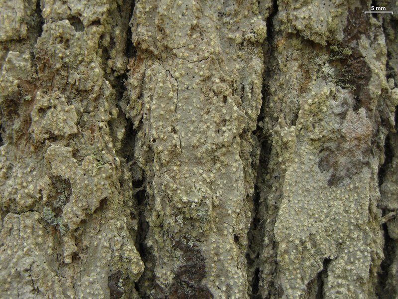 Nadvornikia sorediata