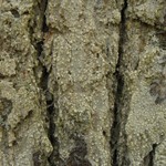 Nadvornikia sorediata