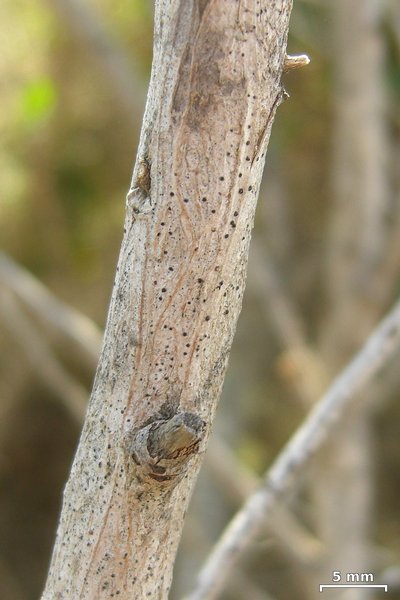 Naetrocymbe punctiformis