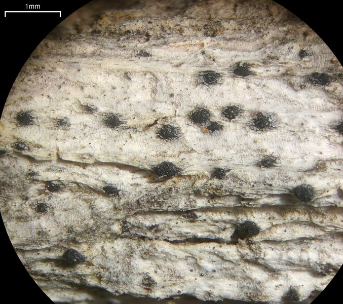 Naetrocymbe punctiformis