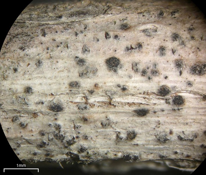 Naetrocymbe punctiformis
