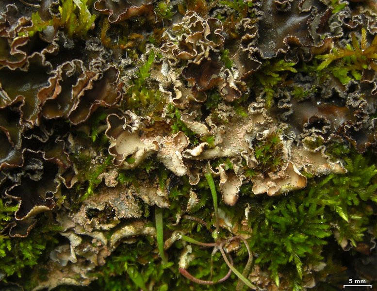 Nectriopsis lecanodes