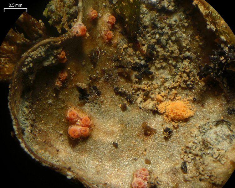 Nectriopsis lecanodes