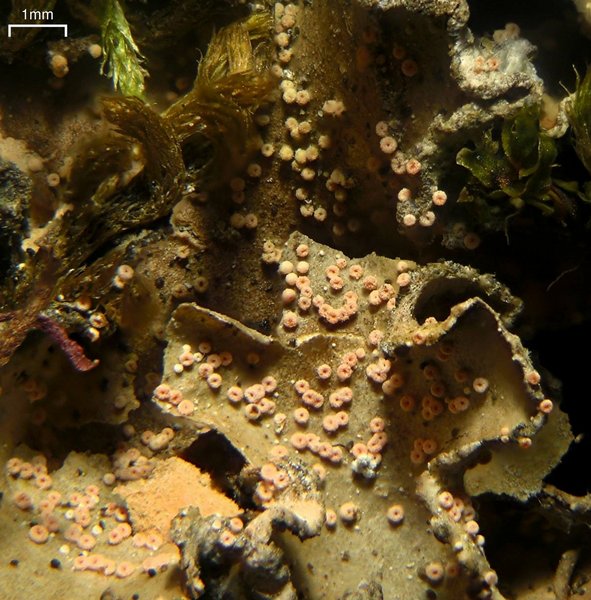 Nectriopsis lecanodes
