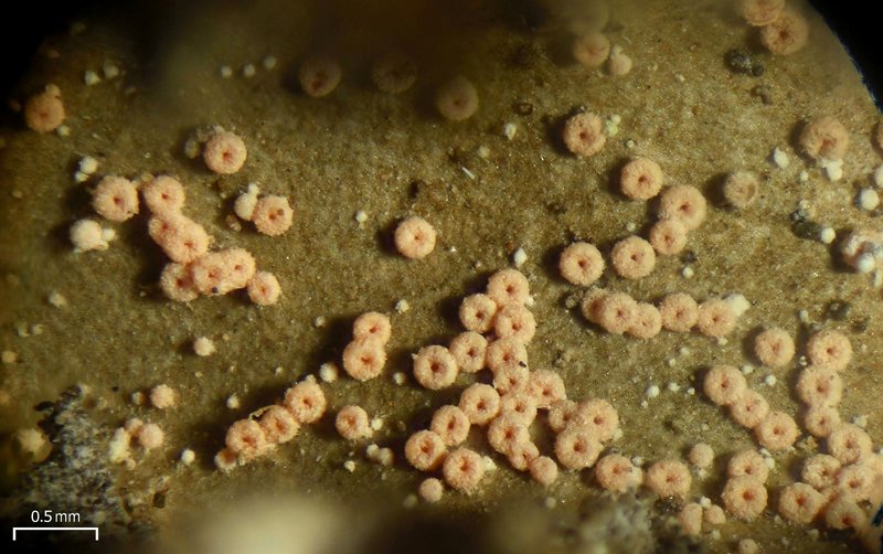 Nectriopsis lecanodes