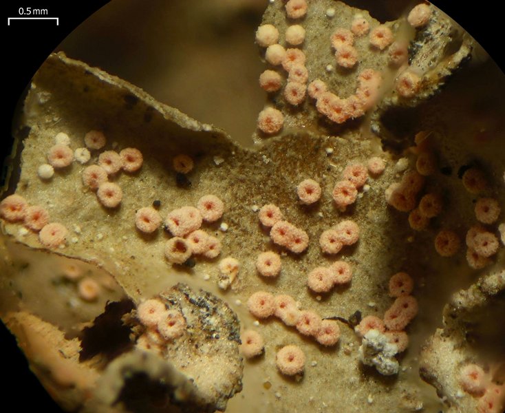 Nectriopsis lecanodes