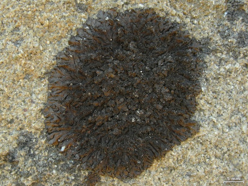 Neofuscelia verruculifera