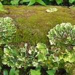Nephroma arcticum